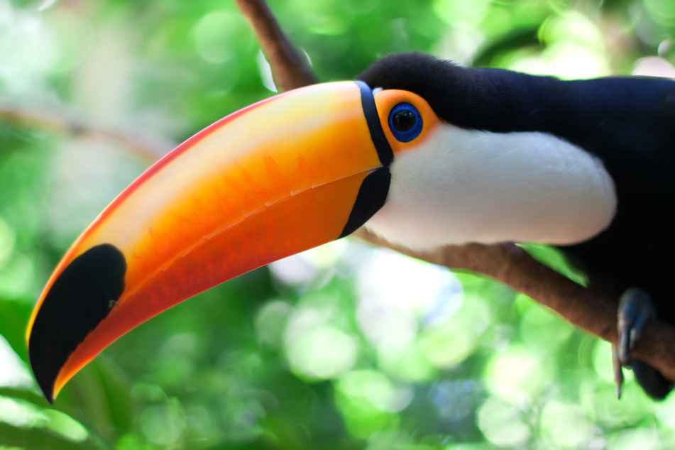 toucan